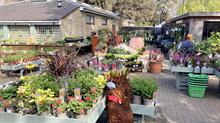 Hardy nursery stock